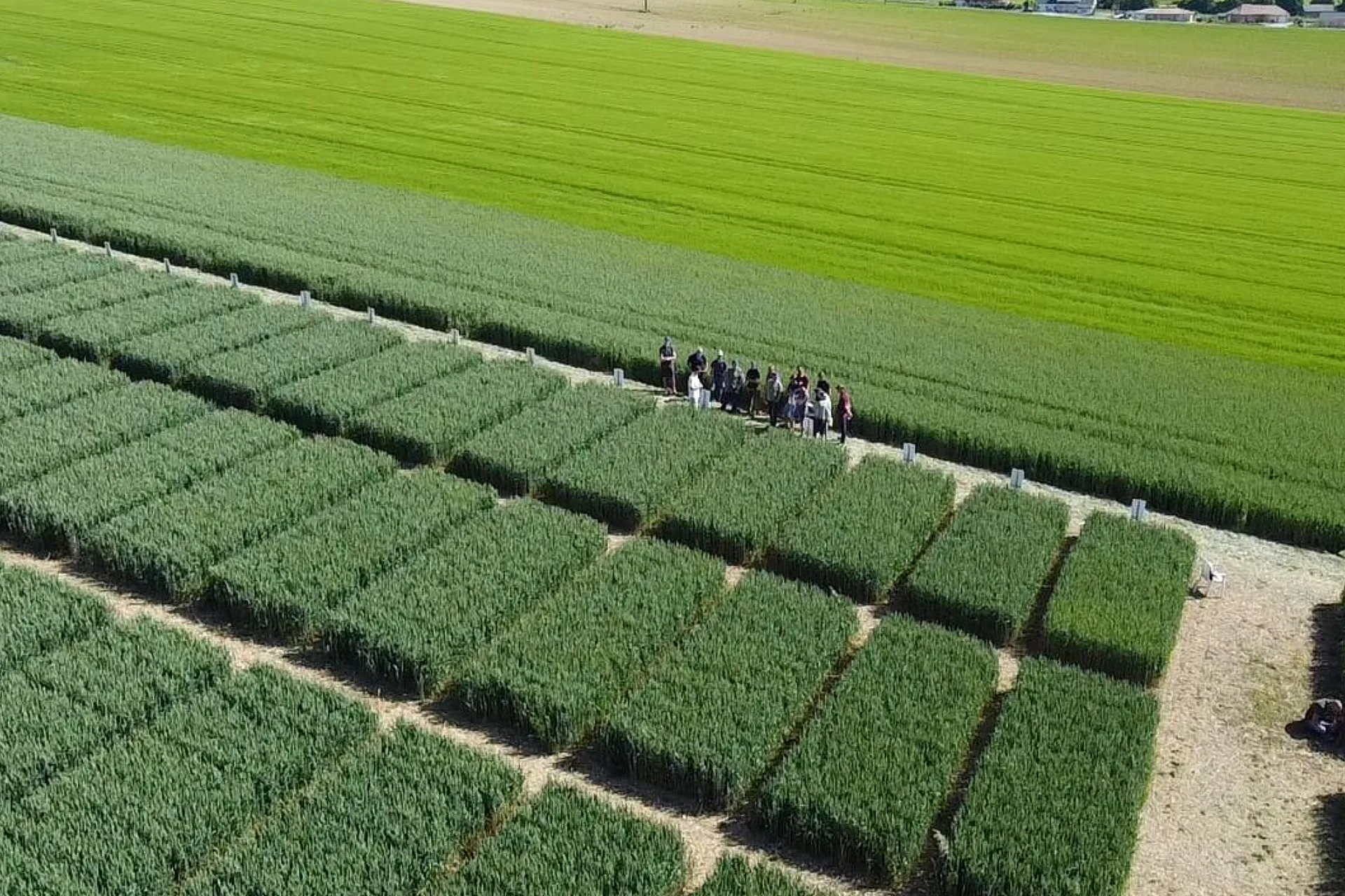 Vue aérienne de parcelles agricoles avec groupe de personnes